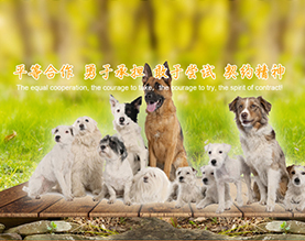 扬州爱旺宠物用品有限公司