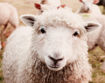 保定优尚羊绒制品有限公司