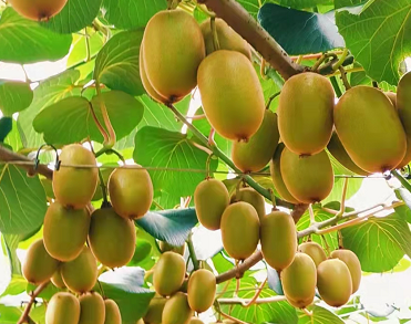 广州金茂天下贸易有限公司