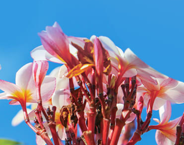 广州市金占芭生物科技有限公司